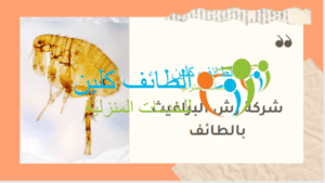 شركة رش البراغيث بالطائف