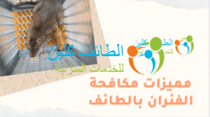 شركة مكافحة الفئران بالطائف بأقل الأسعار 0500150973 3 مميزات مكافحة الفئران بالطائف