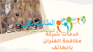 شركة مكافحة الفئران بالطائف بأقل الأسعار 0500150973 4 خدمات شركة مكافحة الفئران بالطائف