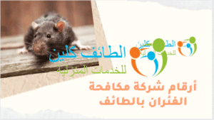 شركة مكافحة الفئران بالطائف بأقل الأسعار 0500150973 6 أرقام شركة مكافحة الفئران بالطائف