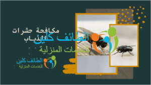 مكافحة حشرات الذباب