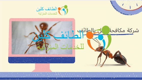 شركة مكافحة نمل بالطائف 0500150973 وخصم 20% الطائف كلين