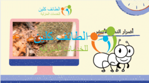 شركة مكافحة نمل بالطائف 0500150973 وخصم 20% الطائف كلين 6 أضرار النمل الأبيض