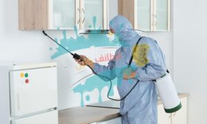 شركة-مكافحة-حشرات-بالاحساء